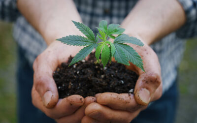 Oregon Cannabis Legislative Preview: Producer Moratorium, Equity, State Banking and More