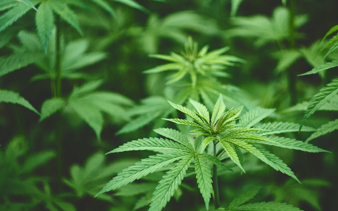 Study Says Cannabis Legalization Has Drastically Changed Marijuana Advertising