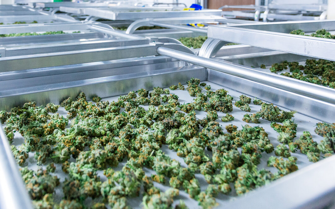 DEA-Approved Cannabis Cultivator Debuts on NASDAQ