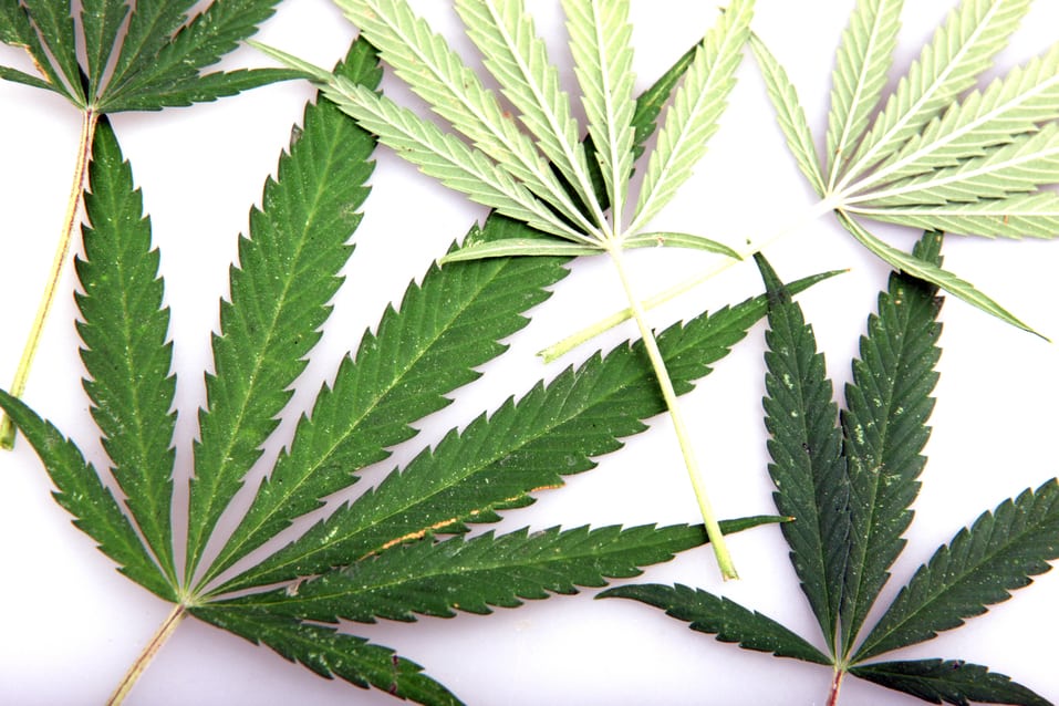 FSD Pharma To Surrender Marijuana Licenses To Health Canada