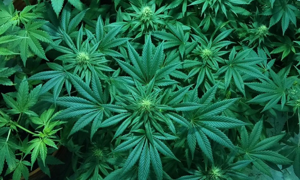 Sheriff Files Lawsuit To Keep Medical Marijuana Off Nebraska’s Ballot