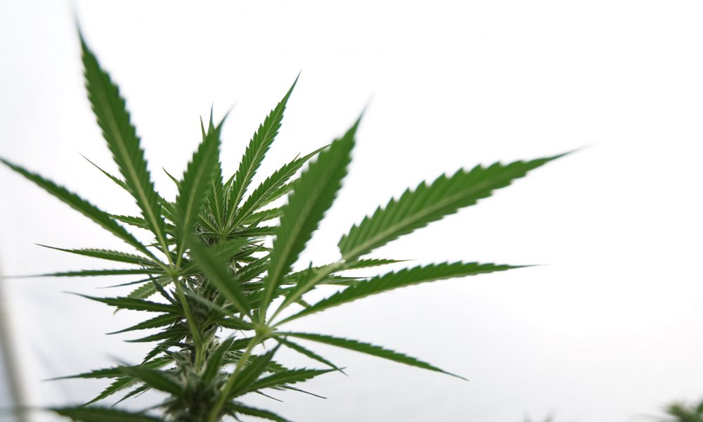 Missouri Lawmaker’s New Bill Would Put Marijuana Legalization On 2022 Ballot