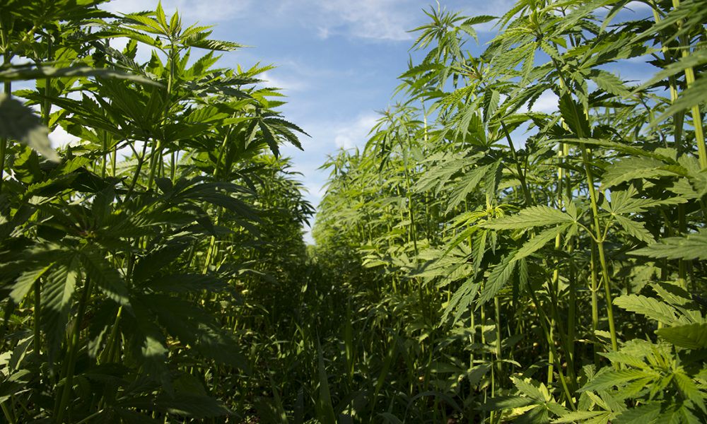 New Senate Bill Would Triple THC Limit For Hemp And Address Other Industry Concerns
