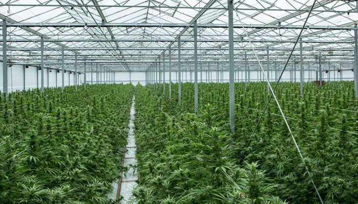 Canopy Growth, others formed JV ‘solely’ to pump marijuana stock, refiled CA$500 million lawsuit alleges