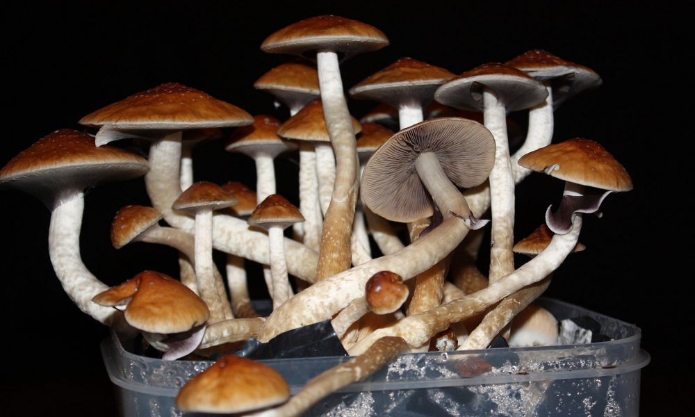 Maine Proposal Would Legalize Psilocybin Mushroom Therapy For Adults, No Medical Diagnosis Needed