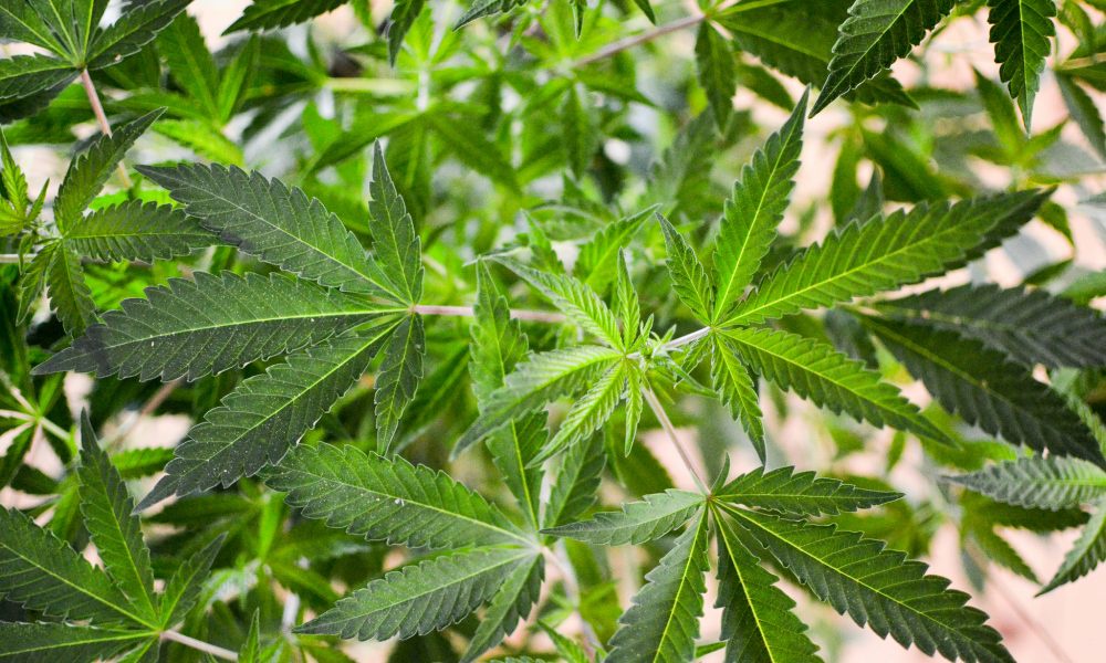 More Than A Dozen Ohio Cities Will Vote On Marijuana Decriminalization Ballot Measures Next Month