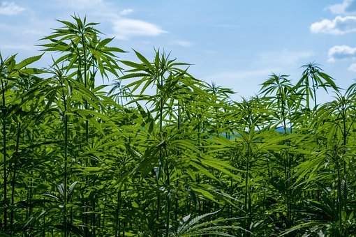 Avoiding Cannabis Crop Loss in Cultivation