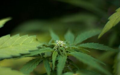 Uber Finally Enters Cannabis Space In Canada, Adds Marijuana Orders Via Uber Eats In Ontario