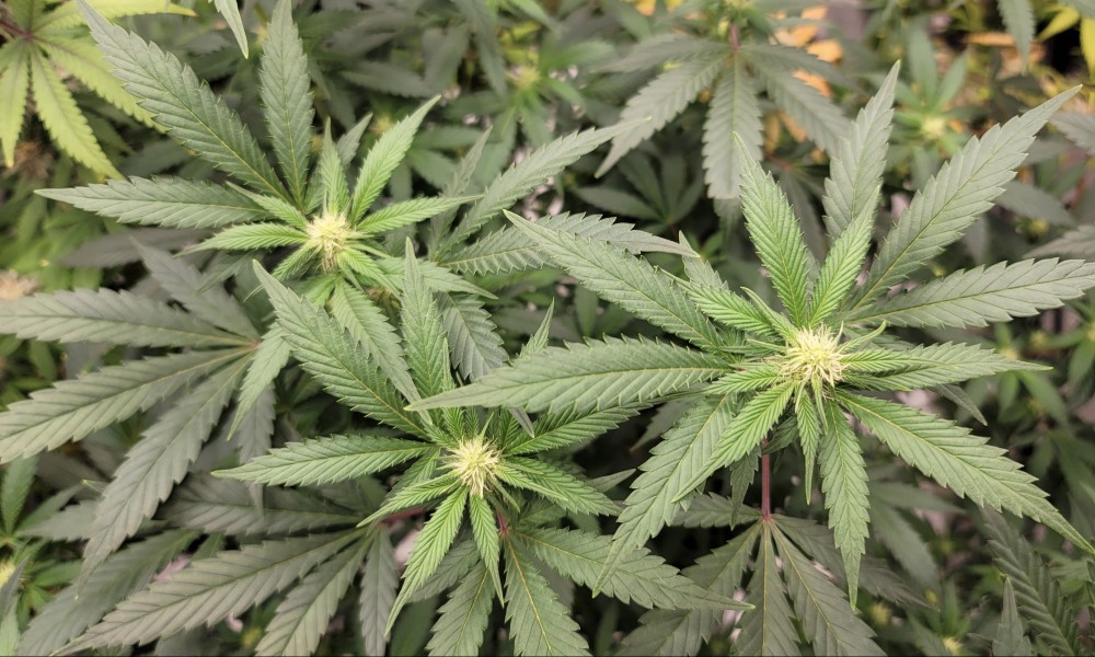 Marijuana Had ‘Unprecedented’ Success In State Legislatures In 2021, NORML Report Shows