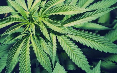 Massachusetts: Majority of Adults Say Marijuana Legalization Has Been “Positive” for the State