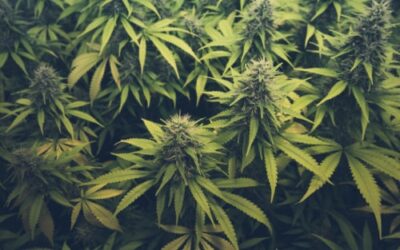 South Carolina Republican introduces bill to decriminalize marijuana at federal level