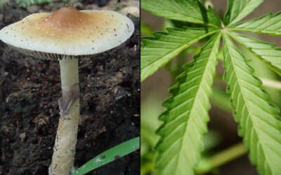 NYC Subways Ban Marijuana And Psychedelic Mushroom Ads