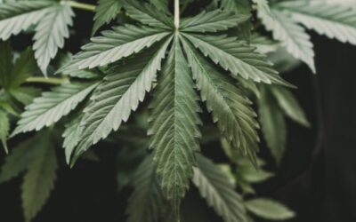 Why The Legal Cannabis Industry Is High On The American South