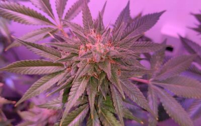 Top Federal Health Official Says States Can Use Legal Marijuana Revenue To Help Deter Youth Use