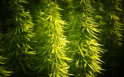 This Major Cannabis Ruling is Already Seeing Significant International Coverage