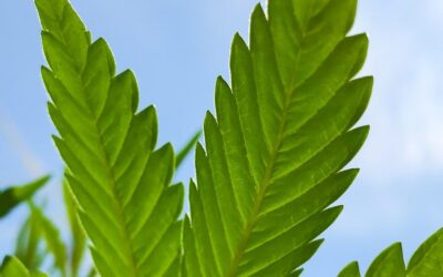 New rules now in effect for New Mexico marijuana industry