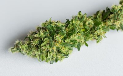 Fintech CEO takes on perils of banking for cannabis businesses
