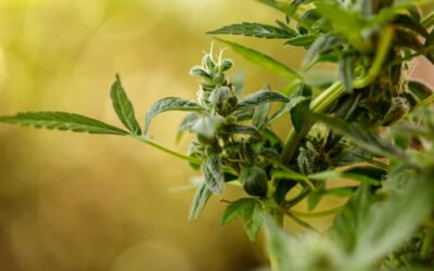 Teva Pharmaceuticals To Market Cannabis Oils From Cannabit