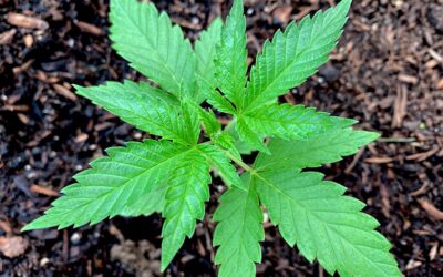 Iowa Democrats Announce Plan To Let Voters Decide On Marijuana Legalization Amid GOP Resistance