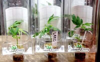 With taxes going up, cannabis operators threaten ‘California Weed Party’