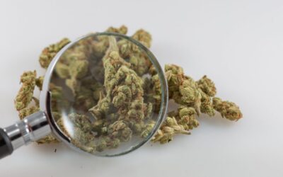 Top Federal Drug Official Personally Hesitates To Study Marijuana Because Of Schedule I Research Barriers