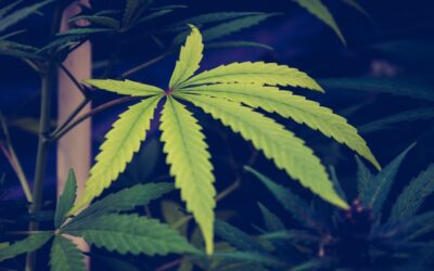 Ohio GOP Lawmakers File New Marijuana Legalization Bill