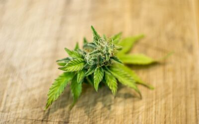 Pro-Legalization Missouri GOP Lawmaker Addresses Marijuana Resistance In His Party
