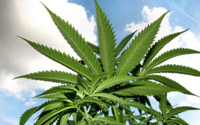 Montana Lawmakers Approve Marijuana Rules Ahead Of January 1 Launch Of Legal Sales