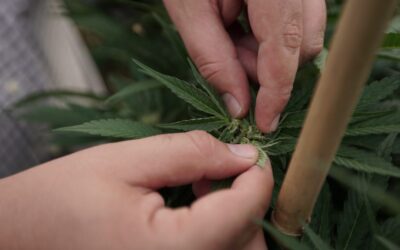 Allowing Legal Marijuana Dispensaries Boosts Employment Rates In Colorado Counties, Study Finds