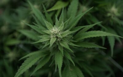 Congressional Analysis Finds Veterans Marijuana Research Bill Would Come At Little Cost