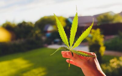 New York Bill Pushes Hemp Packaging for Cannabis Products