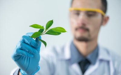 Connecticut raises mold levels for medical marijuana at one lab, emails show