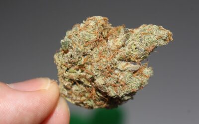 New Hampshire Lawmakers Look To Maine And Vermont For Marijuana Legalization Lessons In 2022