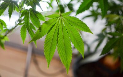 Kansas Medical Marijuana Hearings Cancelled After Senate GOP Leader Reroutes House-Passed Bill