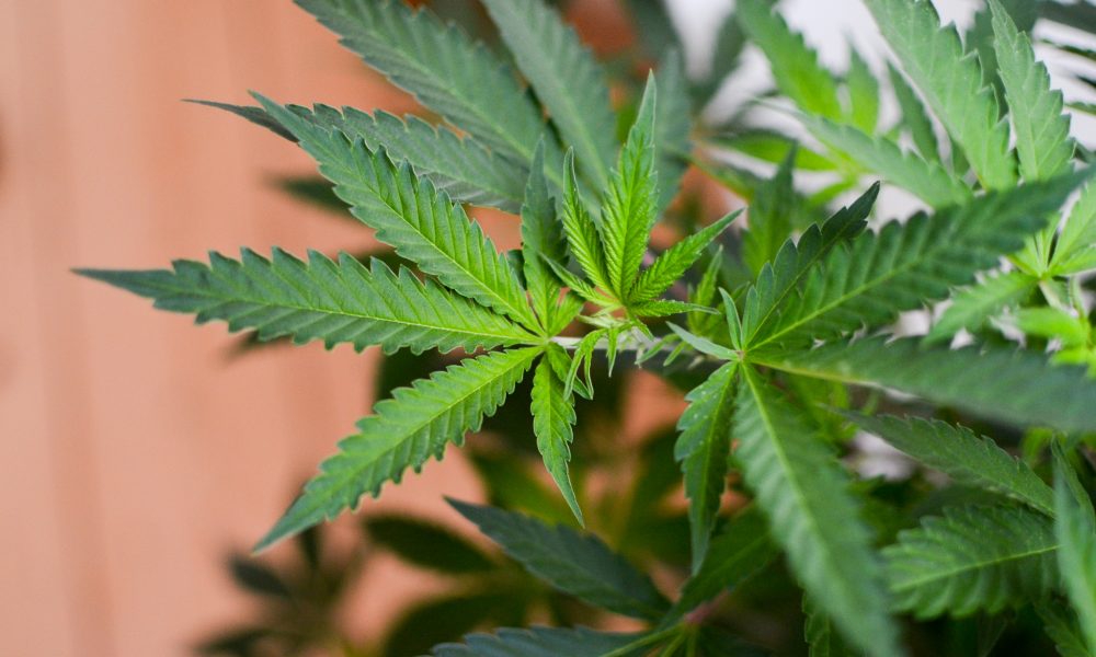 Controlled New Hampshire House Votes To Legalize Marijuana Possession And Cultivation