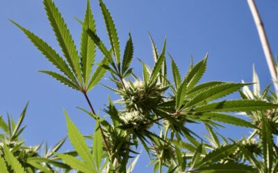 Former Arkansas Lawmaker Files Marijuana Legalization Initiative For 2022 Ballot To Compete With Two Other Measures