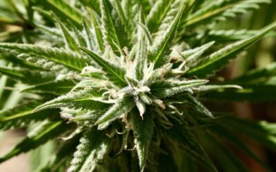 Wyoming Marijuana Activists Turn Focus To 2024 Ballot For Decriminalization And Medical Cannabis Initiatives