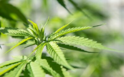 New York Regulators Continue Push to Set the Cannabis Equity Standard