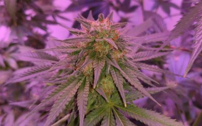 Top Federal Intelligence Official Loosens Marijuana Restrictions For Workers And Addresses Cannabis Stocks