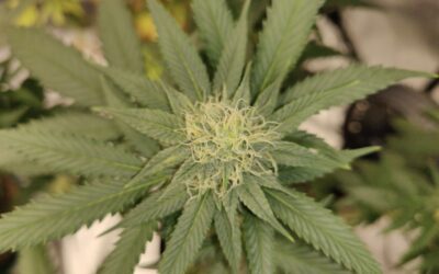Mississippi Lawmakers Reach Deal To Send Medical Marijuana Bill To Governor This Week