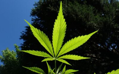 Bipartisan Tennessee Lawmakers Want To Put Marijuana On The Ballot For Voters To Decide