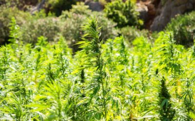 Texas Agriculture Commissioner’s Consultant Indicted In Hemp License Bribery Scandal