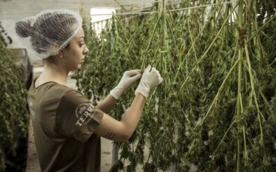 Missouri’s marijuana legalization efforts should learn from the legal hemp industry