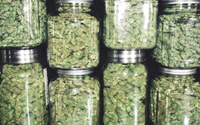Wild West’ Hits New York City: Unregulated Cannabis Dispensaries Are Booming