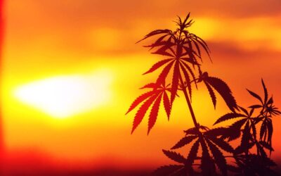 Florida’s Roadmap To Cannabis Legalization