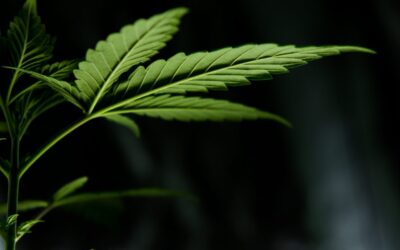 GOP Kentucky Senator Who Sells Bourbon Invites Voters To Unseat Him Over Medical Marijuana Opposition