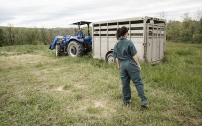 From slaughter to sativa: Livestock farmers are switching to cannabis