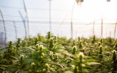 Hemp industry pivots toward grain and fiber