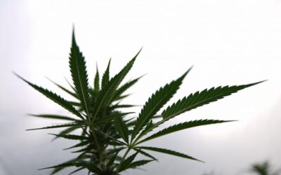 Wisconsin Republicans Announce Limited Medical Marijuana Legalization Bill