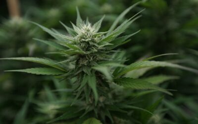 Connecticut Marijuana Business License Applications Will Be Accepted Starting Next Month, Officials Announce
